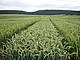 Versuchsparzellen mit Weizen. Foto: Universität Hohenheim