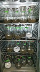 Inkubationsversuche zur Humuswirkung der Gärreste | Bildquelle: Universität Hohenheim, Franziska Häfner