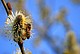 Ein ganzes Bündel verschiedener Einflüsse haben Bienen bis ans Limit geschwächt / Bildquelle: Universität Hohenheim_Fotograf: Christoph Joachim