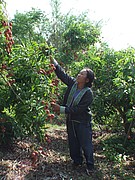 Fruit farmers have suffered losses caused, e.g. by damage during the harvesting and transporting of their fragile goods.