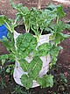Bag Garden: Gemüseanbau im Pflanzsack kann Vitamin A-Versorgung verbessern. | Bildquelle: Universität Hohenheim / Christine Lambert