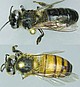 Die unterschiedliche Färbung und Größe der Bienen waren früher die Merkmale, an denen man sie unterschied. Sie sind jedoch möglicherweise weniger bedeutend für die lokale Anpassung als die zwei nun untersuchten Chromosomenabschnitte. | Bildquelle: Universität Hohenheim / Martin Hasselmann