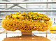 Ausdrucksstarke Blütenkunst bietet die Ausstellung der Meisterstücke der Floristmeisterschule. Bildquelle: Floristmeisterschule