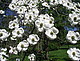 Blumen-Hartriegel Cornus florida, weitere Pressefotos auf der Homepage der Versuchstation für Gartenbau unter Aktuelles (siehe Link)