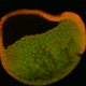 A cross-section of the embryo before cell alignment, the outer cells becoming serotin-rich.