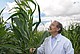 Prof. Dr. Melchinger with a high-growing corn plant at the University of Hohenheim in Stuttgart, Germany. Genetic makeup, as well as new statistical analysis procedures make good parents for corn breeding predictable. | Image: Uni Hohenheim / Oskar Eyb