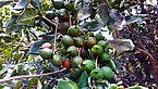 Unripe macadamia nuts hanging in clusters from the tree Photo: University of Göttingen/Mina Anders