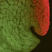 The distribution of serotin (in red) in a 10-hr. old frog embryo.