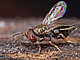 Erzwespe Anisopteromalus quinarius | Bildquelle: SMNS / Andreas Haselböck