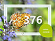 Der Veilchen-Perlmutterfalter gehört zu den besonders selten Schmetterlingen auf dem Campus. Bild: stock.adobe.com | Amalia Gruber