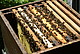 Bienen im Stock, Bild Uni Hohenheim_Emmerling