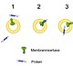 (1) Ankommende Proteine werden (2) über die Membraninsertase in die Zellmembran (3) eingebaut