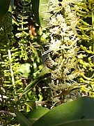 During its visit to feed itself on nectar from the macadamia flowers, this honey bee also pollinates the flowers – Photo: University of Göttingen/Mina Anders